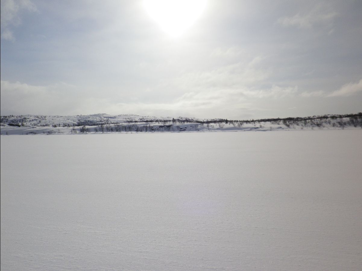 Dogs sledge26